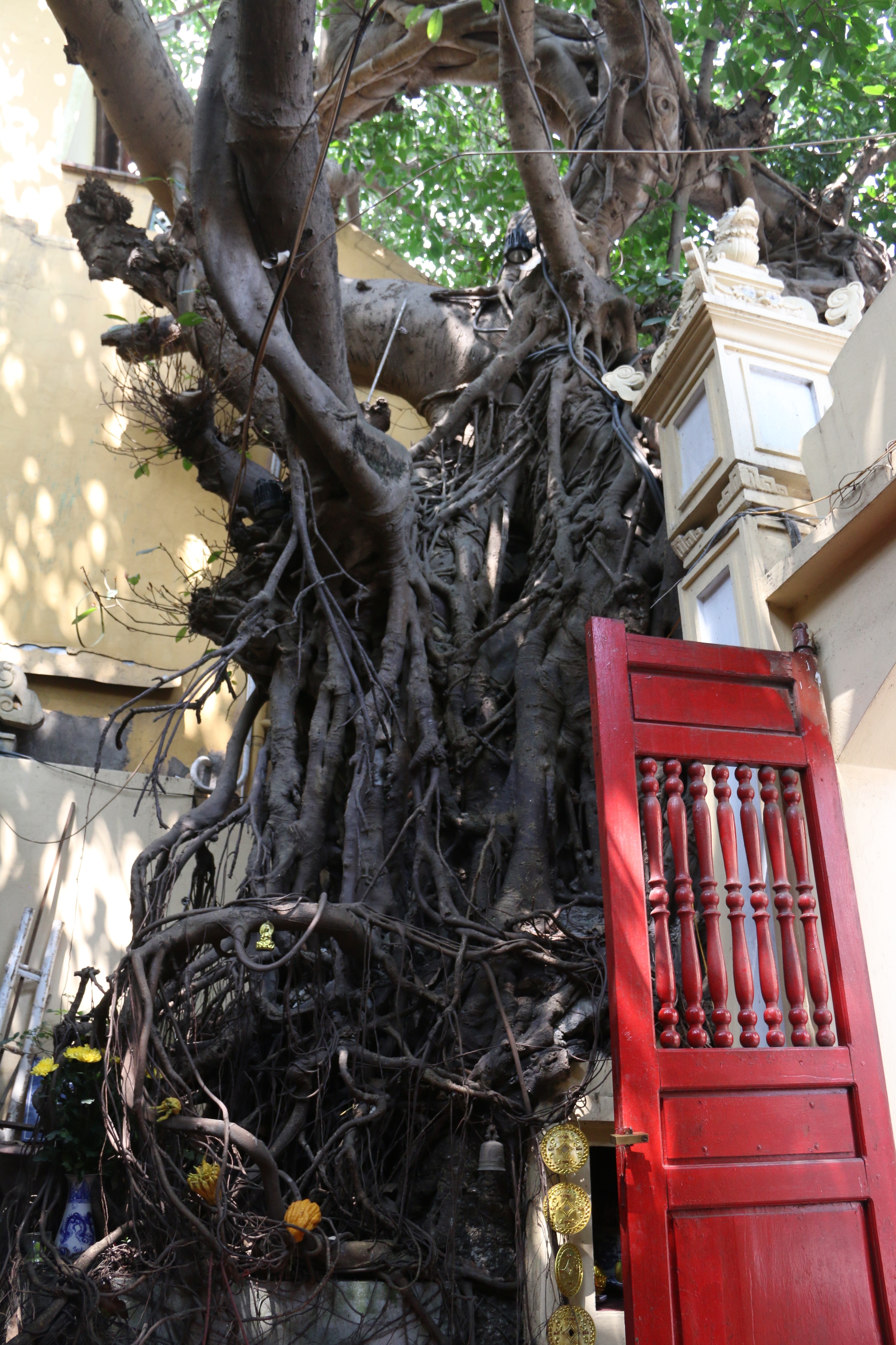 Kỳ lạ cây đa trăm tuổi với bộ rễ “khổng lồ”, chuyển màu trắng mỗi khi trời mưa ở Hà Nội - 5
