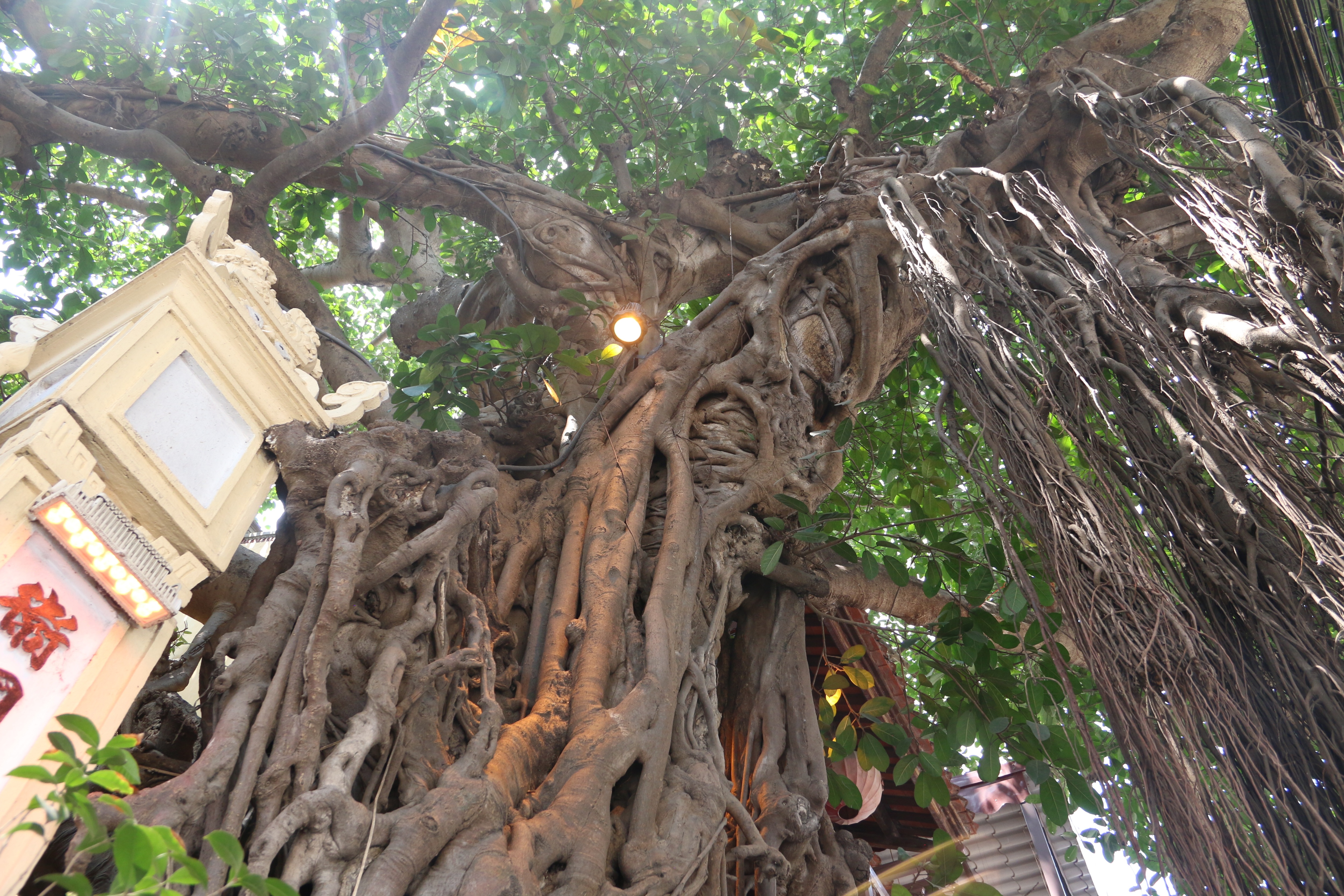 Kỳ lạ cây đa trăm tuổi với bộ rễ “khổng lồ”, chuyển màu trắng mỗi khi trời mưa ở Hà Nội - 8