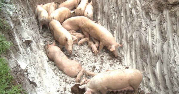 Đắk Nông: Phát hiện xe tải chở hơn 20 con lợn nhiễm virus dịch tả lợn Châu Phi