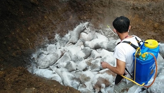 Điện Biên: Tiêu hủy hơn 4.500 con lợn mắc dịch tả lợn châu Phi