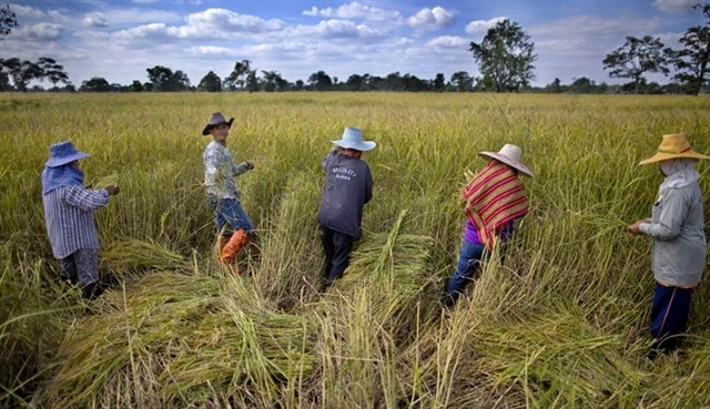 Thái Lan sẽ điều chỉnh diện tích trồng lúa