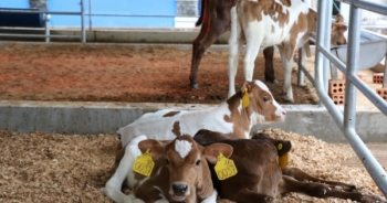 Khám phá Resort bò sữa “thông minh”