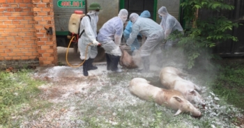 Xuất hiện dịch tả lợn châu Phi ở Đắk Lắk