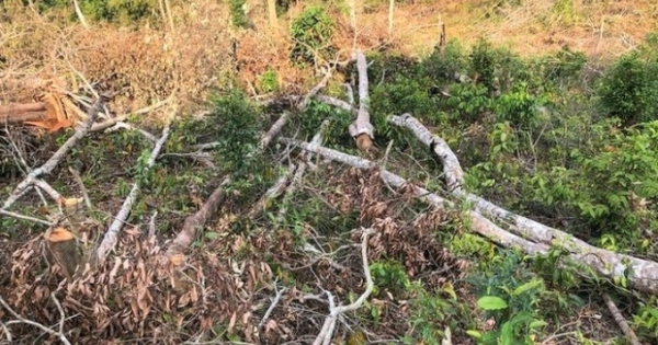 Đắk Nông: Khởi tố nhóm bị can phá gần 10.000 m2 đất rừng