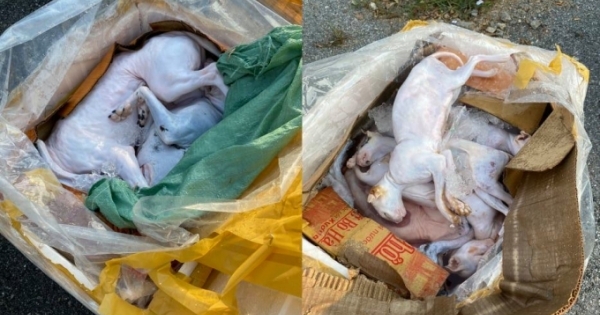 Nghệ An: Kiểm tra xe khách phát hiện hơn 600 kg thịt, nội tạng động vật đã bốc mùi