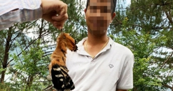 Lâm Đồng: Bắn hạ cặp chim Đầu Rìu, một người bị phạt 10 triệu đồng