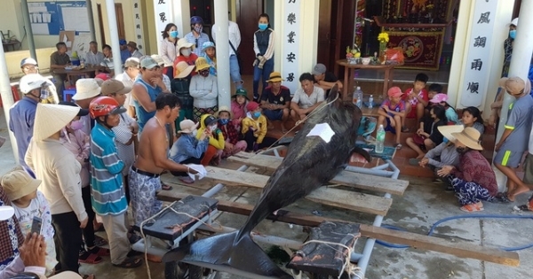 An táng cá voi dài 3,5m chết dạt vào bờ biển Nha Trang