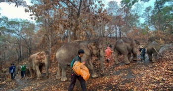 Hàng trăm con voi đi bộ về quê vì "thất nghiệp"