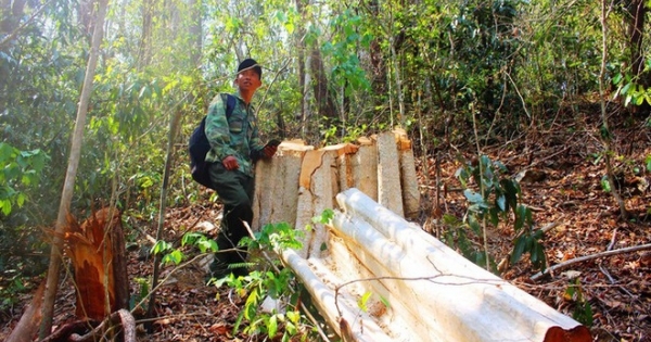 Thâm nhập điểm nóng phá rừng giáp Gia Lai - Đắk Lắk