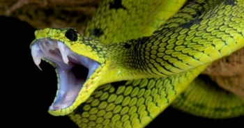 Bị rắn độc cắn, sơ cứu thế nào để không nguy hiểm tính mạng?