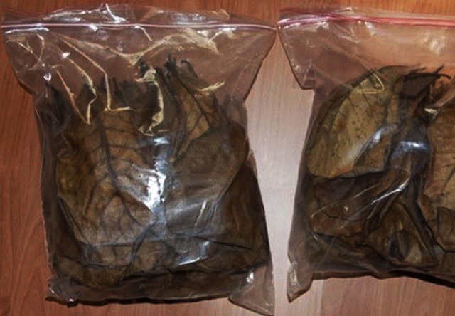 Lá bàng khô thường được người bán đóng vào từng túi, hút chân không và bán theo lô 10 hoặc 20 lá mỗi túi.