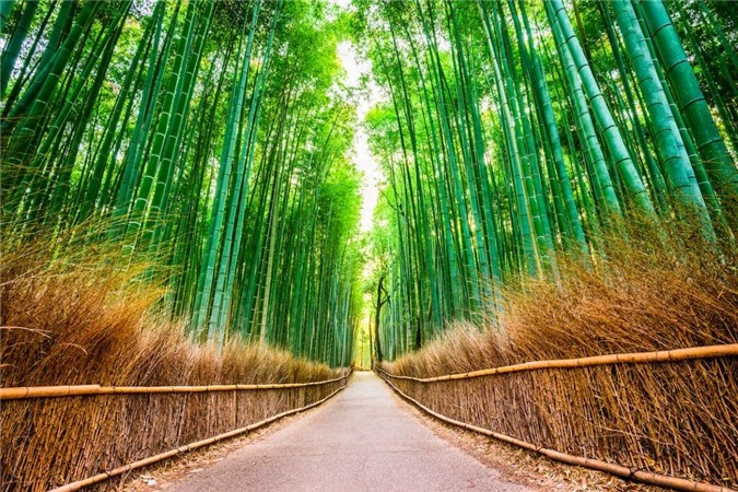 Rừng tre Arashiyama (Nhật Bản) có từ rất lâu và sớm trở thành điểm đến của nhiều người dân Nhật Bản xưa. Trên khoảng diện tích rộng lớn, hàng triệu thân tre vươn lên thẳng tắp, xanh tốt, tạo khung cảnh rợp mắt. Khu rừng xanh mát và yên tĩnh như một thế giới tách biệt hoàn toàn với cuộc sống nhộn nhịp bên ngoài.