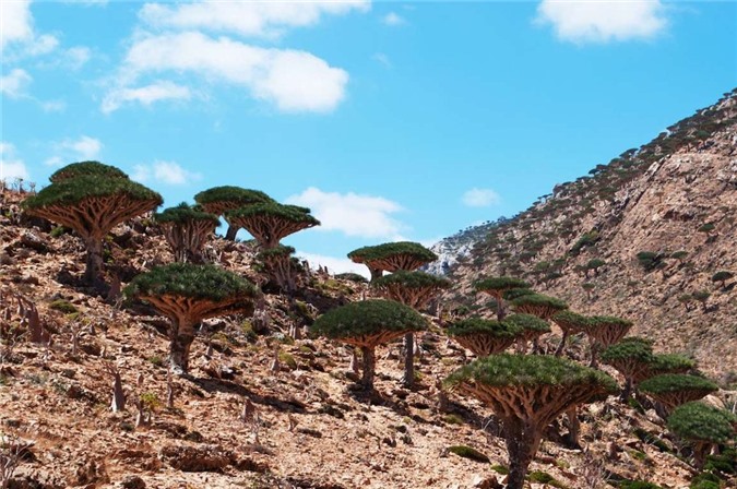 Rừng Dragon's Blood (Yemen): Với thảm thực vật kỳ lạ, khu rừng
