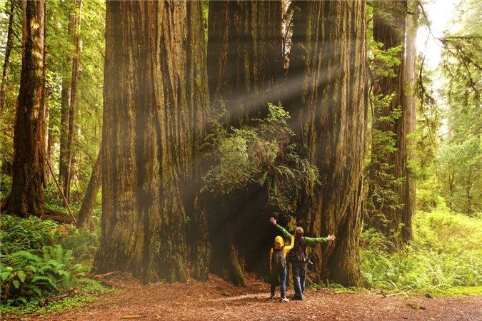 Rừng Redwood (Mỹ) là một trong những rừng cây khổng lồ nhất thế giới. Rừng có những cây cổ thụ hơn 2.000 tuổi, cao tới 115m và đường kính thân khoảng 8 m.