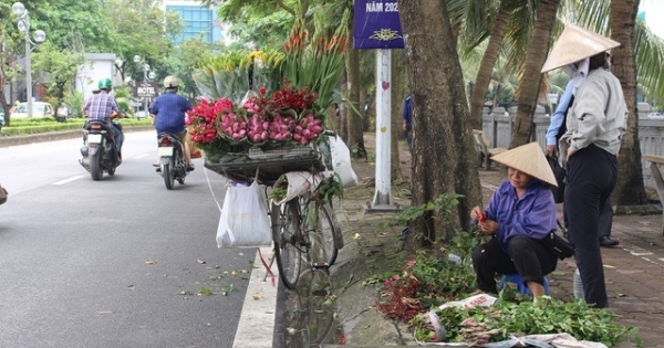 Hà Nội: Hoa sen xuống phố, thơm ngát cả vùng trời!