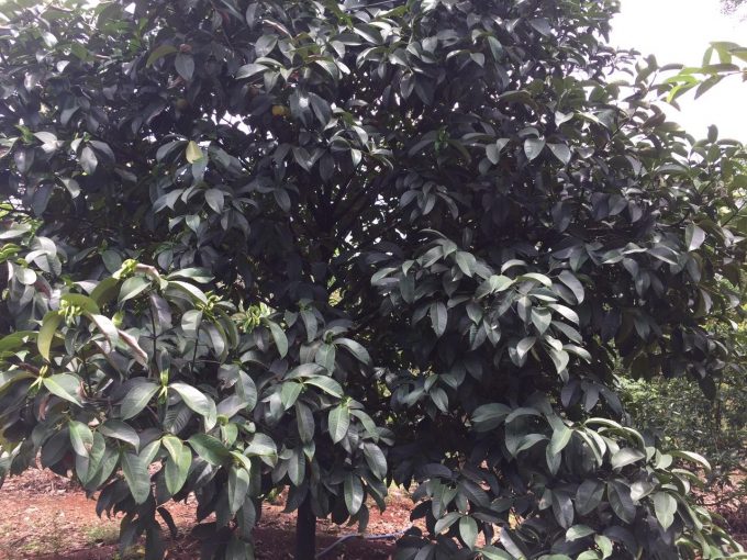 Sầu Riêng - loại trái đắt hàng nhất trong các loại trái cây hè cũng chịu chung số phận. Giá thành giảm mạnh chỉ còn khoảng 35.000đ/kg (Ảnh: An Dân)