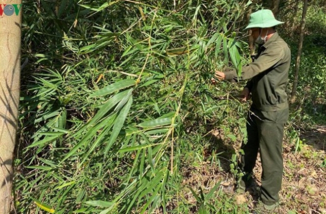 Nắng hạn, rừng ở MDrak-Đắk Lắk có nguy cơ cháy cao