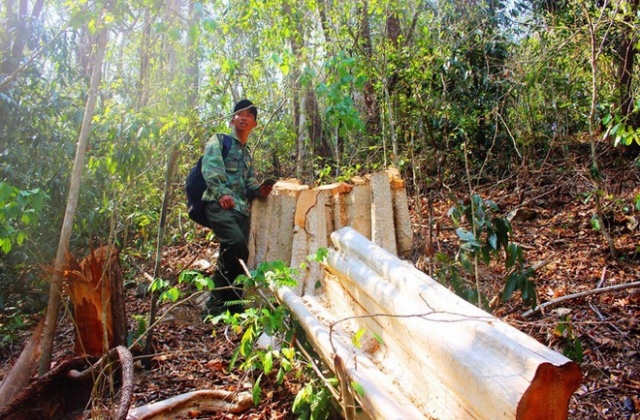 Thâm nhập điểm nóng phá rừng giáp Gia Lai - Đắk Lắk