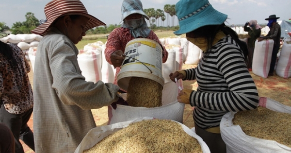 Việt Nam nhập khẩu hơn 1,5 triệu tấn thóc từ Campuchia