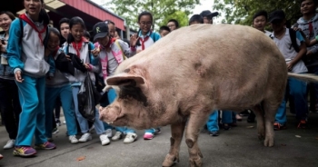 Chuyện về chú lợn nổi tiếng nhất Trung Quốc