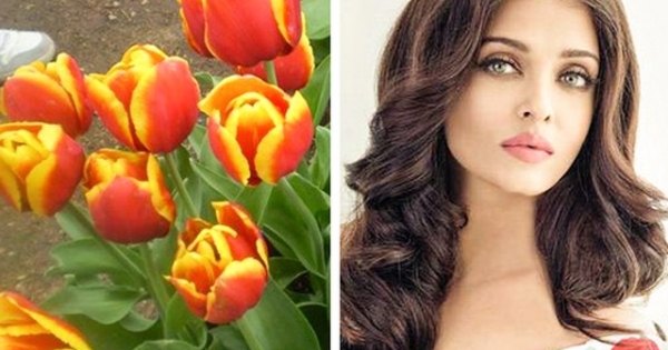 Tulip - Loài hoa mang tên Hoa hậu đẹp nhất mọi thời đại
