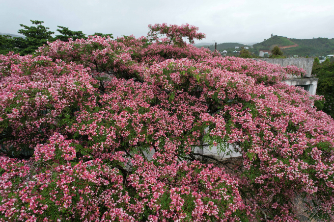 Mấy hôm nay Lâm Đồng hứng chịu nhiều cơn mưa lớn, cũng vì thế mà xứ sở ngàn hoa kém phần rực rỡ hơn. Thế nhưng, suốt dải đất trên cao nguyên Lâm Viên, nhiều loài hoa vẫn bền bỉ khoe sắc.