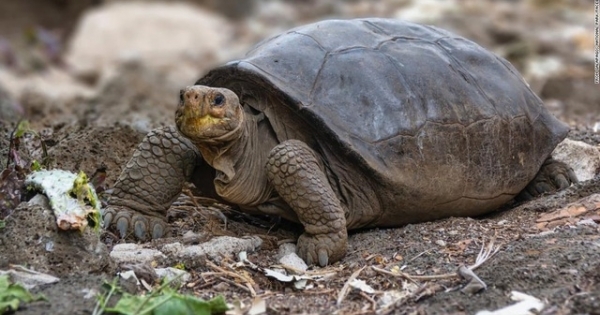 Bất ngờ phát hiện rùa tưởng đã tuyệt chủng cách đây 1 thế kỷ