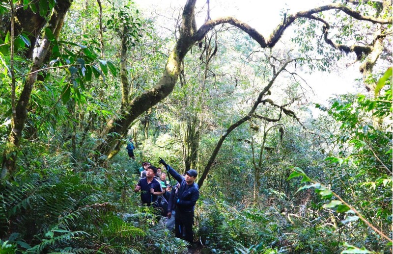 Đồng chí Trần Tiến Dũng - Chủ tịch UBND tỉnh Lai Châu khảo sát cây chè cổ trong rừng nguyên sinh trên đường đi Pu Ta Leng.