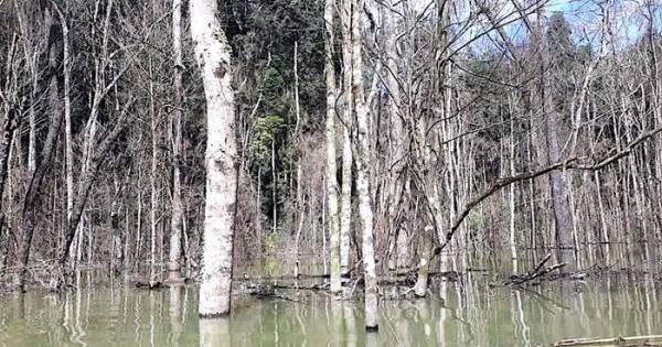 Thủy điện Thượng Kon Tum tích nước làm chết hơn 25ha rừng do đo đạc, kiểm tra thực tế thiếu chính xác