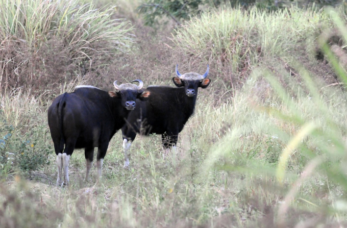 Bò tót trong Khu bảo tồn thiên nhiên – văn hóa Đồng Nai.