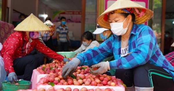 Hơn 100 thương nhân Trung Quốc được nhập cảnh mua vải thiều Bắc Giang