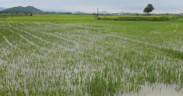 Nghệ An: Mưa lớn bất thường, nhiều diện tích cây nông lâm nghiệp bị ngập trong nước