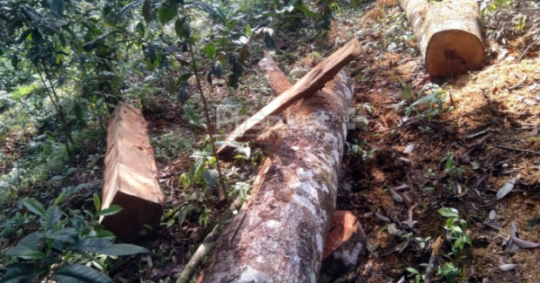 Chính phủ ban hành Chỉ thị xử lý tình trạng phá rừng, lấn chiếm đất rừng