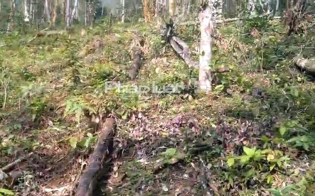 Huyện Văn Chấn yêu cầu điều tra, làm rõ việc phá rừng, xâm lấn rừng phòng hộ