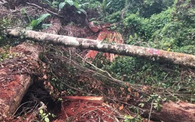 Đắk Lắk: Nhiều đối tượng phá rừng tại huyện Krông Bông sa lưới