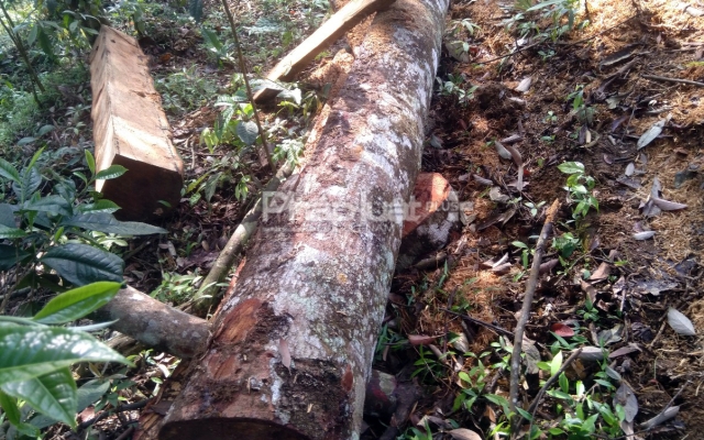 Báo động tình trạng phá rừng, xâm lấn rừng phòng hộ tại Yên Bái