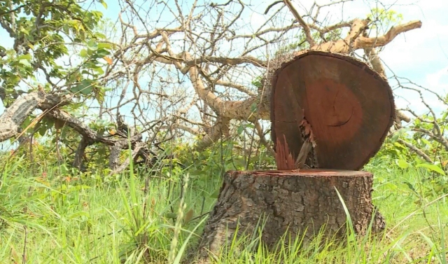 Đắk Lắk: Khởi tố vụ án gần 400ha rừng bị tàn phá nghiêm trọng ở Ea Súp
