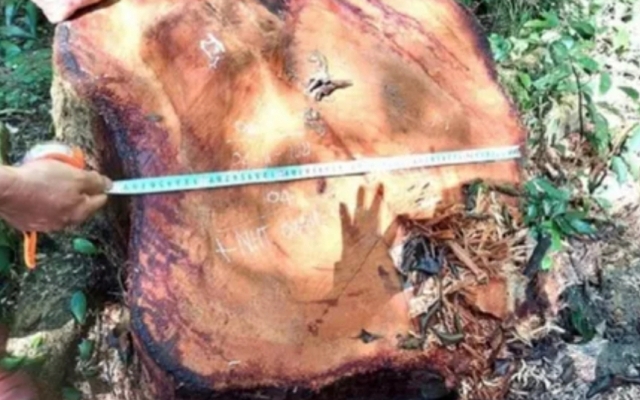 Gia Lai: Truy nã 3 đối tượng cưa hạ gỗ hương ở Vườn Quốc gia Kon Ka Kinh
