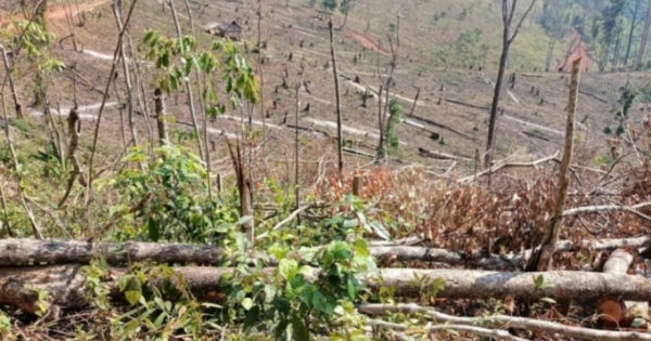 Gia Lai: Yêu cầu điều tra, xử lý vụ phá hơn 2 ha rừng phòng hộ ở huyện Chư Pảh