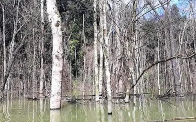 Kon Tum: Điều tra vụ Thủy điện Thượng Kon Tum tích nước lòng hồ làm chết hơn 25ha rừng