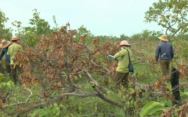 Thông tin mới nhất vụ hơn 382ha rừng bị phá ở Đắk Lắk: Nhiều cán bộ nhận hình thức kỷ luật cảnh cáo