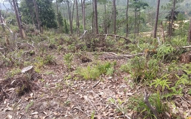 Kon Tum: Đánh đổi những cánh rừng để làm dự án