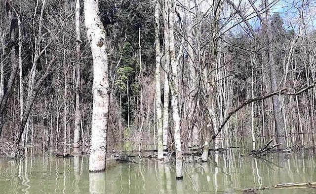Thủy điện Thượng Kon Tum tích nước làm chết hơn 25ha rừng do đo đạc, kiểm tra thực tế thiếu chính xác