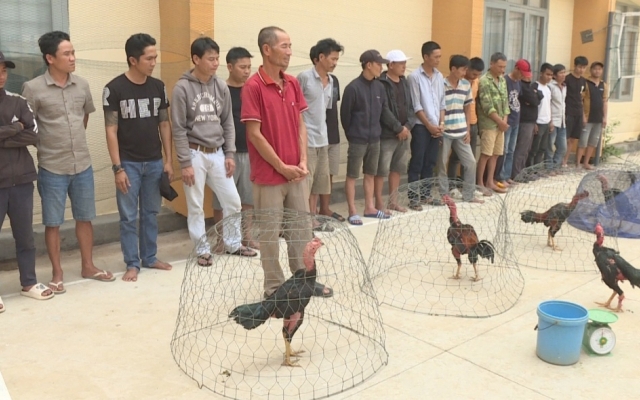 Đắk Lắk: Triệt phá trường gà khủng tạm giữ 34 đối tượng