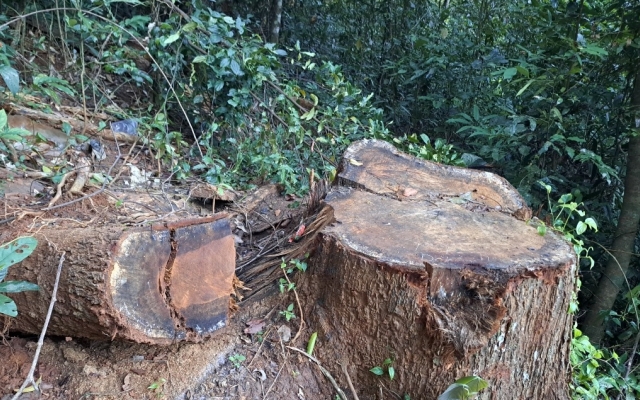 Gia Lai: Khai trừ Đảng người cầm đầu nhóm phá rừng ở huyện Kbang