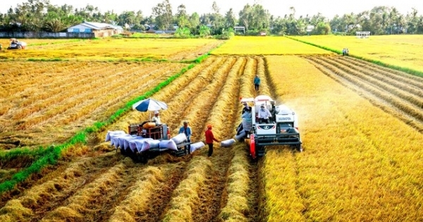 Châu Phi cần nhập khẩu 17,7 triệu tấn gạo trong năm 2023 và cơ hội cho Việt Nam