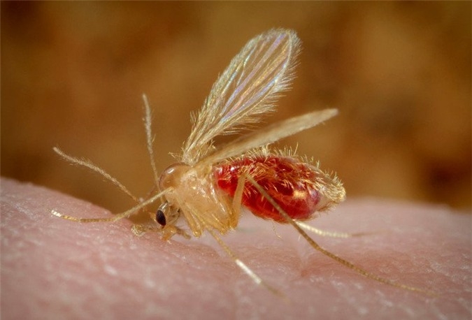 Một loại ruồi c&aacute;t. (Ảnh: Wikipedia).
