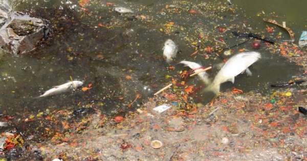 Hà Nội: Cá chết trắng nổi lềnh bềnh trên Hồ Tây