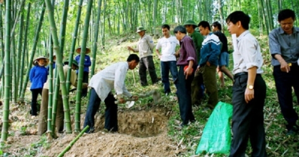 Cấp hơn 3.000 tấn gạo cho người trồng rừng ở Thanh Hóa