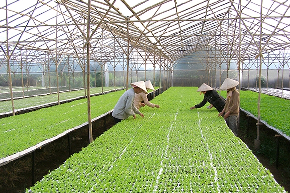 Cơ sở sản xuất rau hữu cơ tại huyện Đơn Dương, L&acirc;m Đồng.